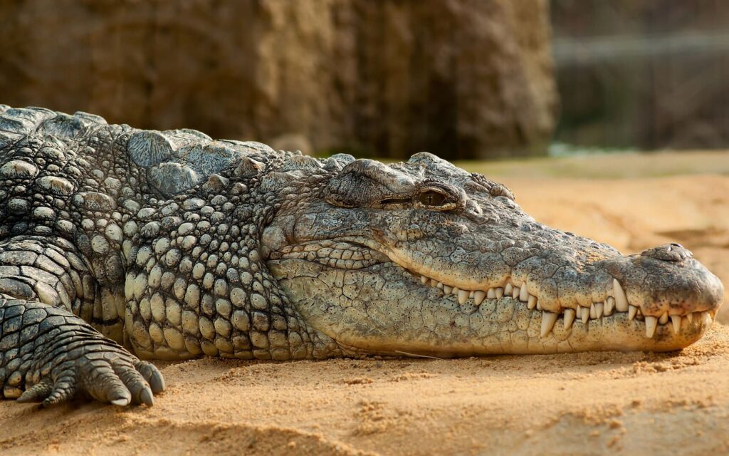krokodil